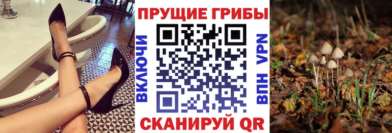Купить где  Тулун  Псилоцибиновые грибы мицелий 